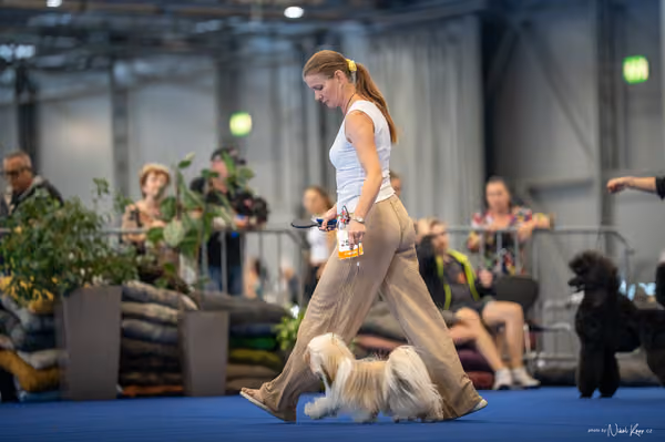 INTERCANIS Brno – FCI 9 Junior