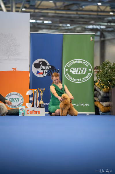 INTERCANIS Brno – FCI 9 Junior
