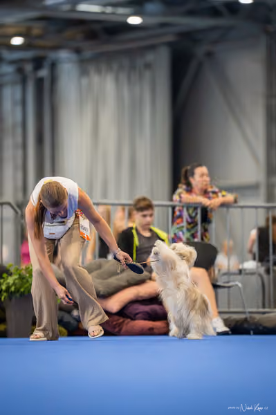 INTERCANIS Brno – FCI 9 Junior