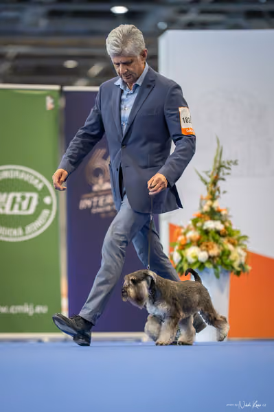 INTERCANIS Brno – FCI 2 Junior