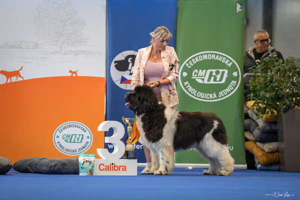 INTERCANIS Brno – FCI 2 Junior