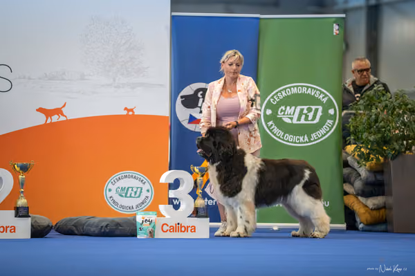 INTERCANIS Brno – FCI 2 Junior