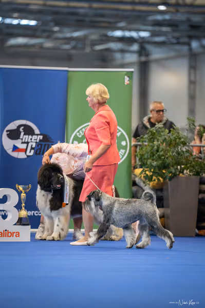 INTERCANIS Brno – FCI 2 Junior