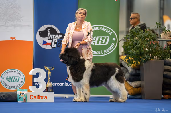 INTERCANIS Brno – FCI 2 Junior