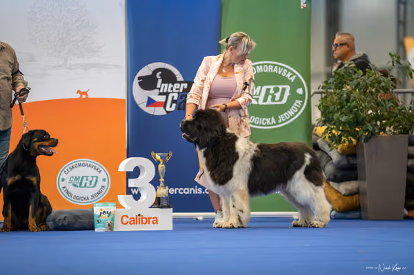 INTERCANIS Brno – FCI 2 Junior