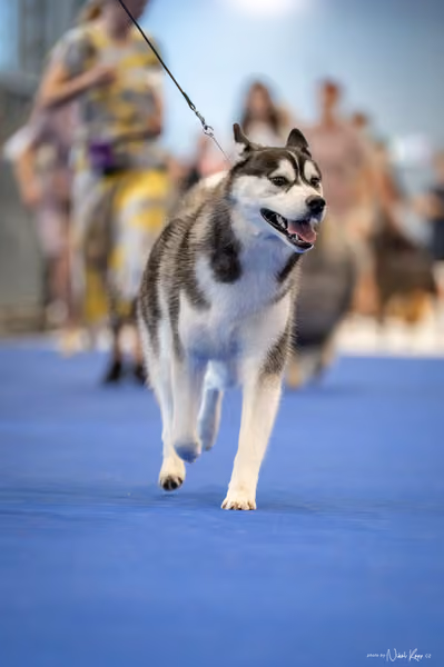 INTERCANIS Brno – FCI 5 Junior