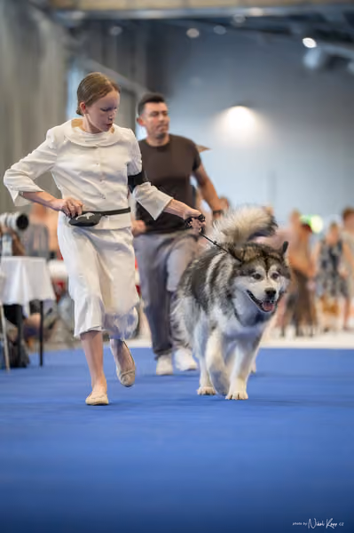INTERCANIS Brno – FCI 5 Junior