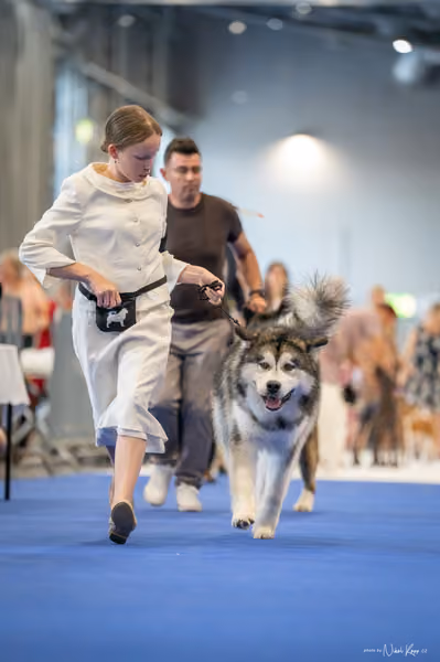 INTERCANIS Brno – FCI 5 Junior
