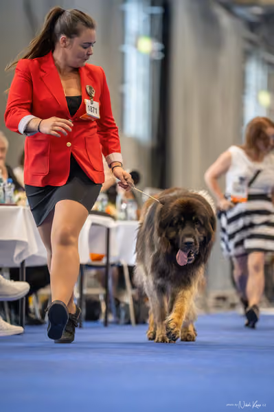 INTERCANIS Brno – FCI 2