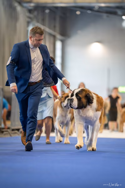 INTERCANIS Brno – FCI 2