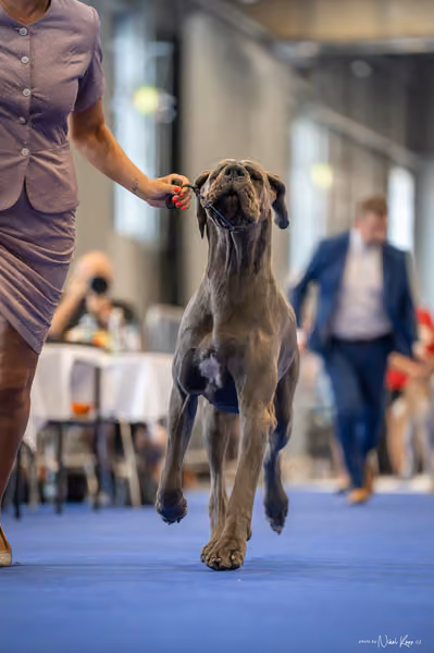 INTERCANIS Brno – FCI 2