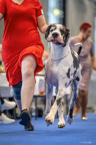 INTERCANIS Brno – FCI 2