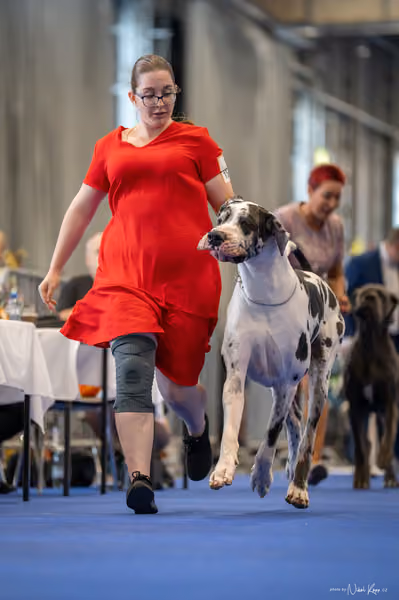 INTERCANIS Brno – FCI 2