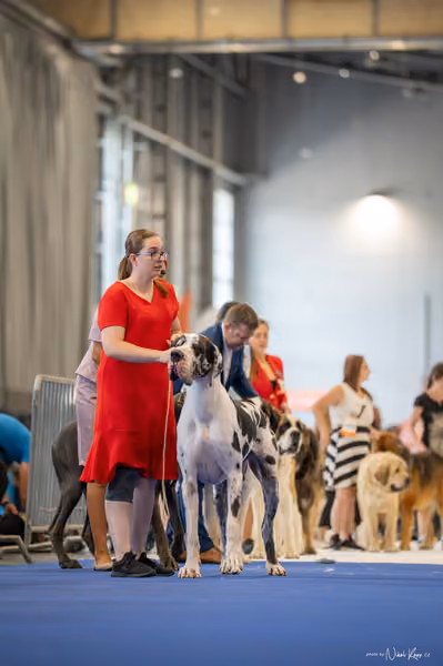 INTERCANIS Brno – FCI 2