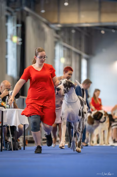 INTERCANIS Brno – FCI 2