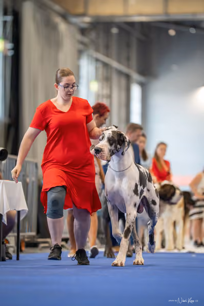 INTERCANIS Brno – FCI 2