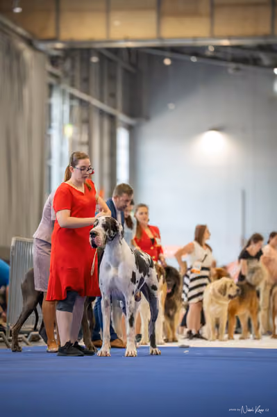 INTERCANIS Brno – FCI 2