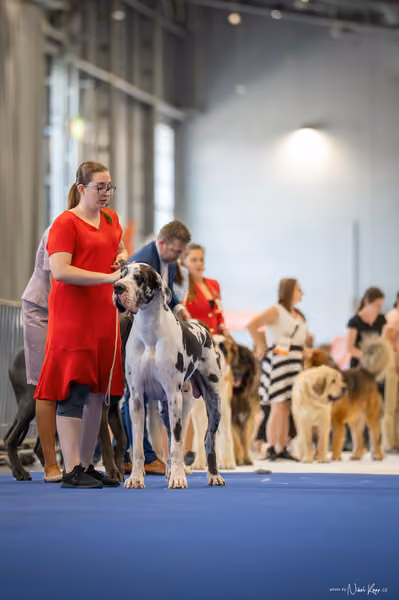 INTERCANIS Brno – FCI 2