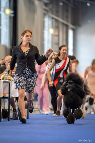 INTERCANIS Brno – FCI 9