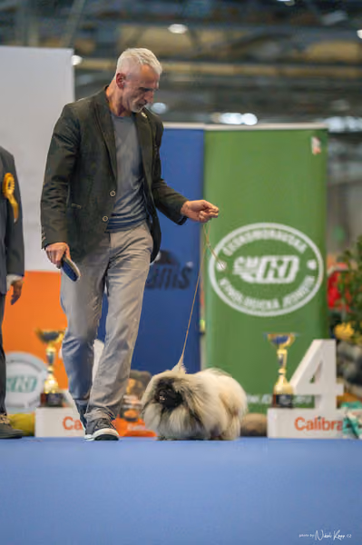 INTERCANIS Brno – FCI 9