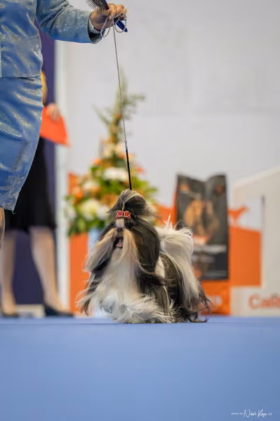 INTERCANIS Brno – FCI 9