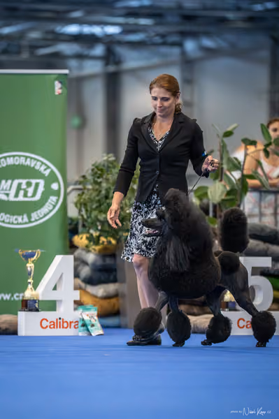INTERCANIS Brno – FCI 9