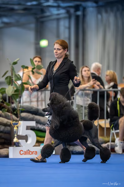 INTERCANIS Brno – FCI 9