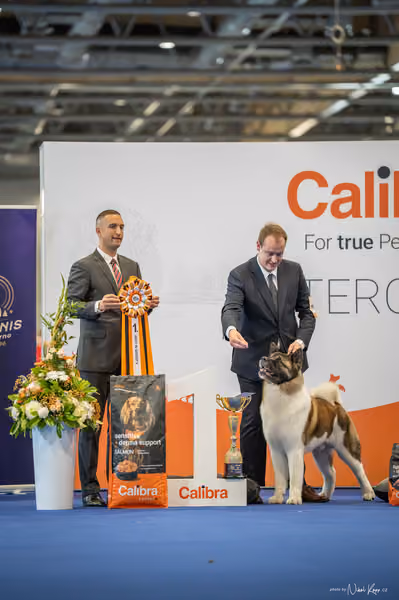 INTERCANIS Brno – FCI 5
