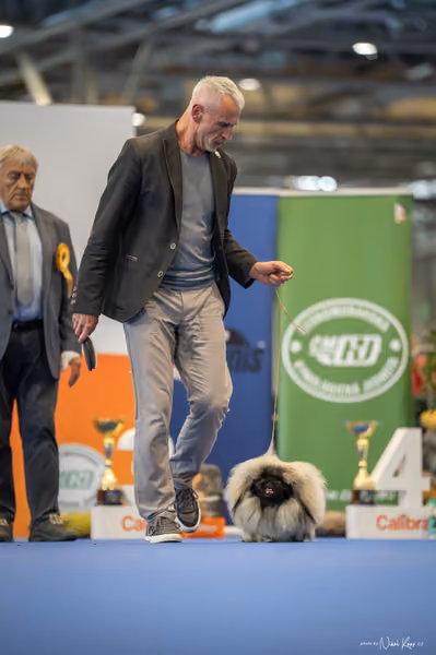 INTERCANIS Brno – FCI 9