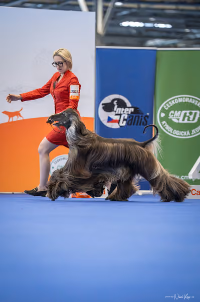 INTERCANIS Brno – FCI 10