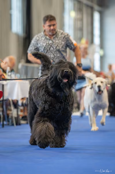INTERCANIS Brno – FCI 2