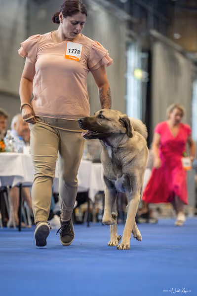 INTERCANIS Brno – FCI 2