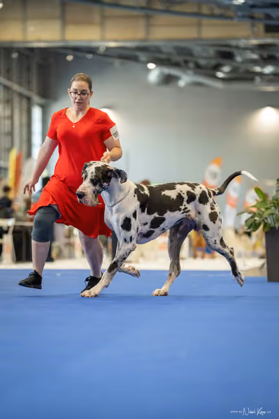 INTERCANIS Brno – FCI 2