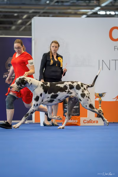 INTERCANIS Brno – FCI 2