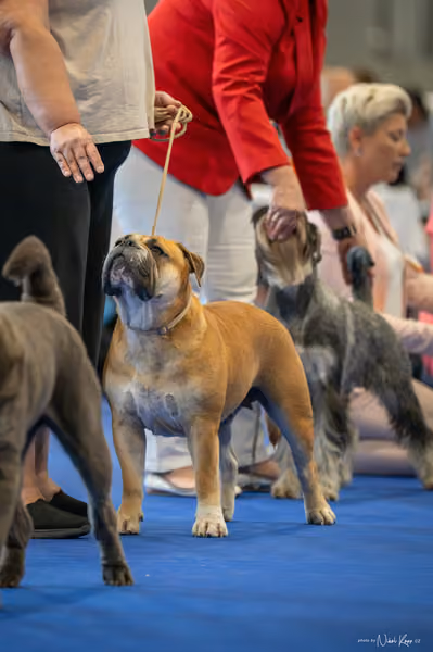 INTERCANIS Brno – FCI 2