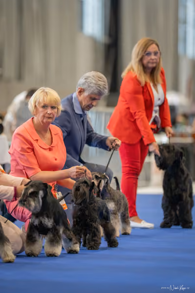 INTERCANIS Brno – FCI 2
