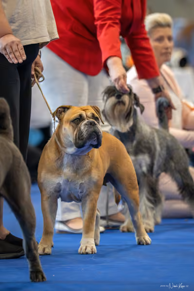 INTERCANIS Brno – FCI 2