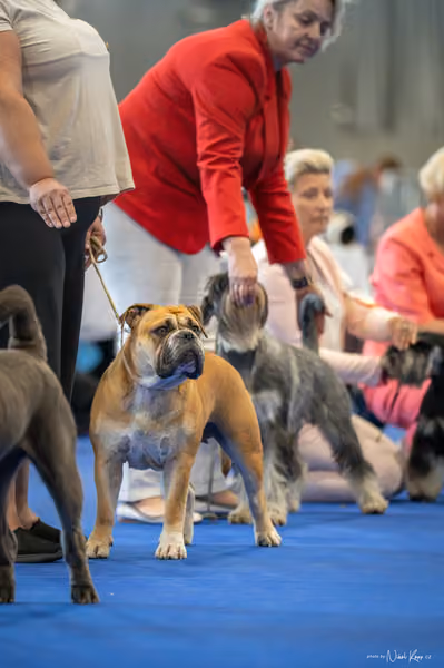 INTERCANIS Brno – FCI 2