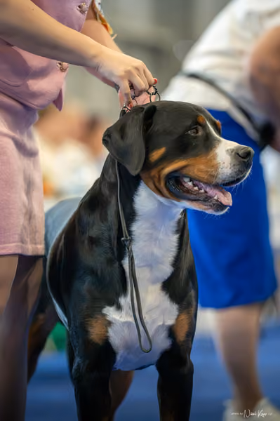 INTERCANIS Brno – FCI 2