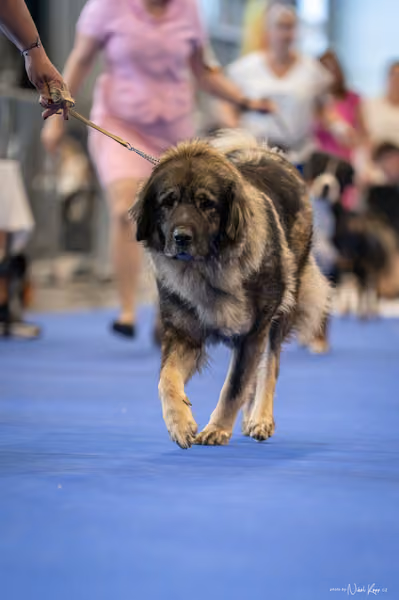INTERCANIS Brno – FCI 2