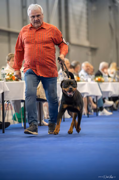 INTERCANIS Brno – FCI 2