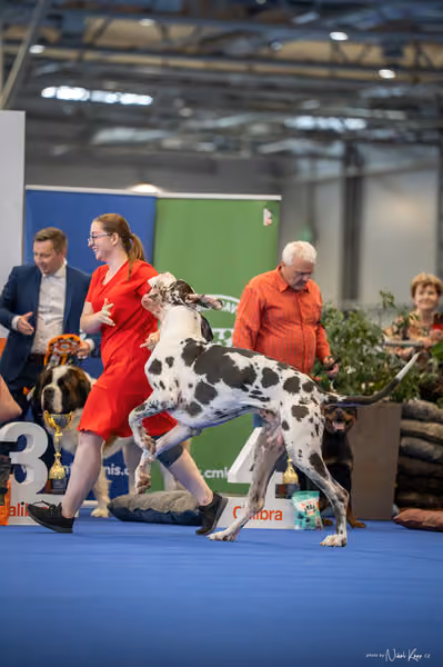 INTERCANIS Brno – FCI 2