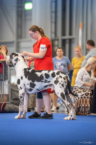 INTERCANIS Brno – FCI 2