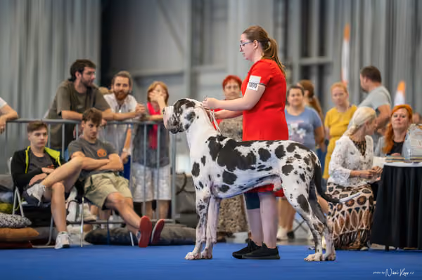 INTERCANIS Brno – FCI 2