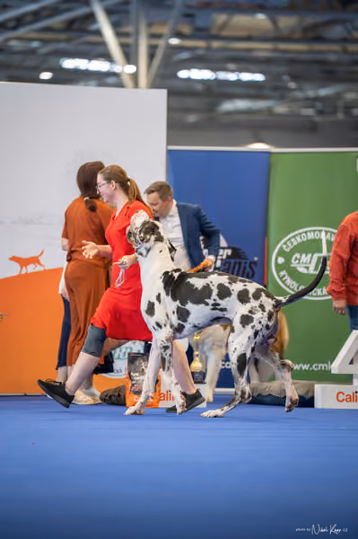INTERCANIS Brno – FCI 2