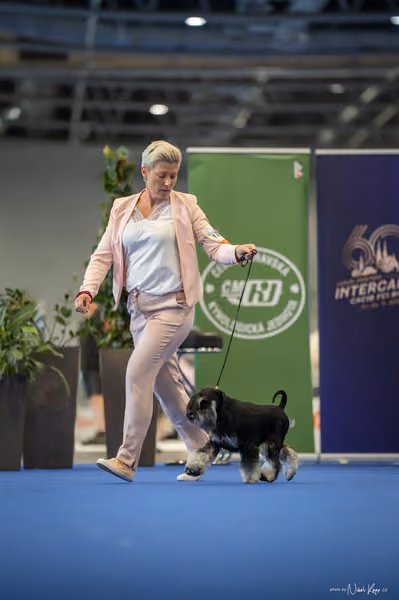INTERCANIS Brno – FCI 2