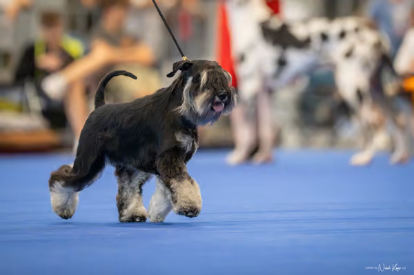 INTERCANIS Brno – FCI 2