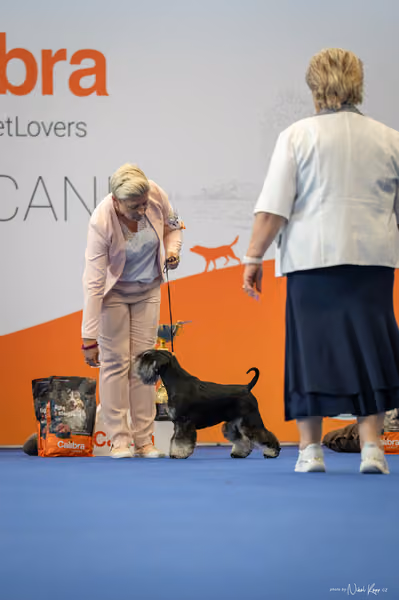 INTERCANIS Brno – FCI 2