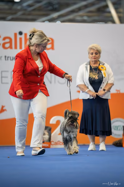 INTERCANIS Brno – FCI 2