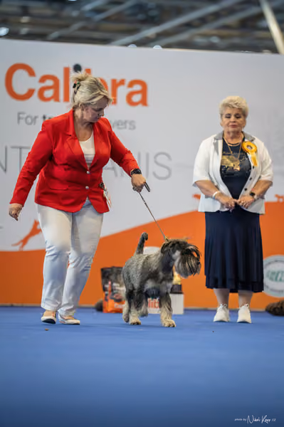 INTERCANIS Brno – FCI 2